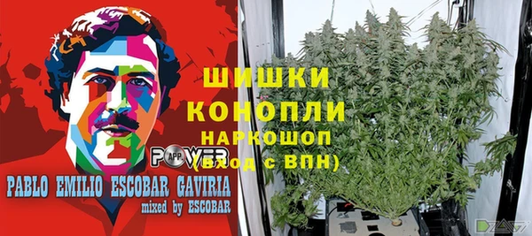 сатива Горнозаводск