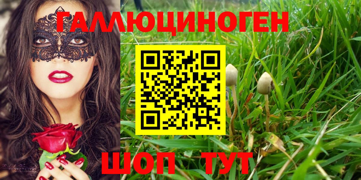 Псилоцибиновые грибы Psilocybine cubensis Гуково